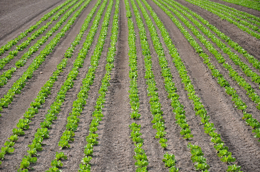 发生字段收成农场农业绿色乡村场地植物蔬菜土壤沙拉图片