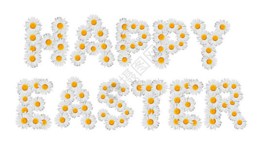 复活节快乐雏菊白色花朵背景图片