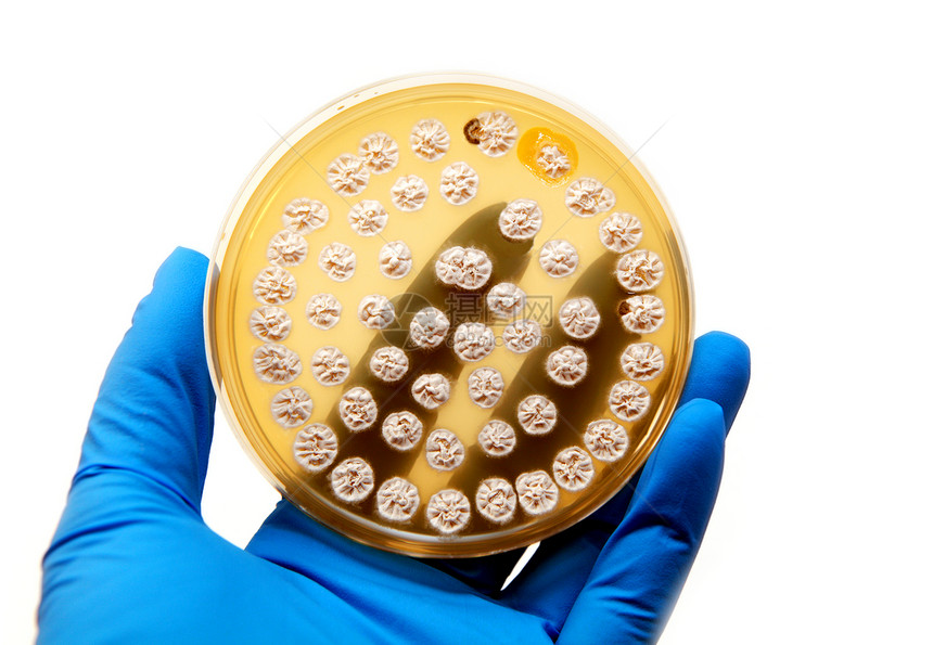 微生物盘体手套研究实验室菌类生物技术遗传学平板琼脂盘子图片