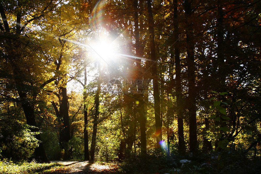 树木和阳光照耀的森林景观图片