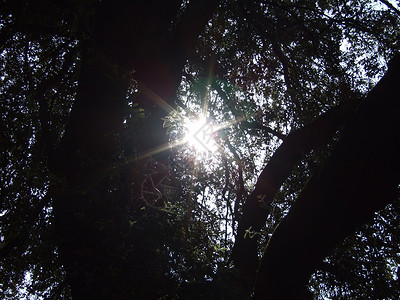 阳光在树中照耀木头公园树木光射线分支机构背景图片
