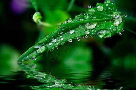 雨过之后雨之后的草草绿色环境材料公园水滴场地花园背景