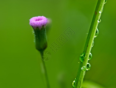 雨过之后雨之后的草草花园水滴环境绿色场地公园材料背景