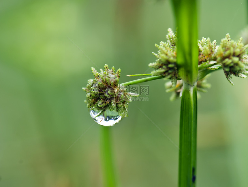雨之后的草草绿色公园材料花园水滴场地环境图片
