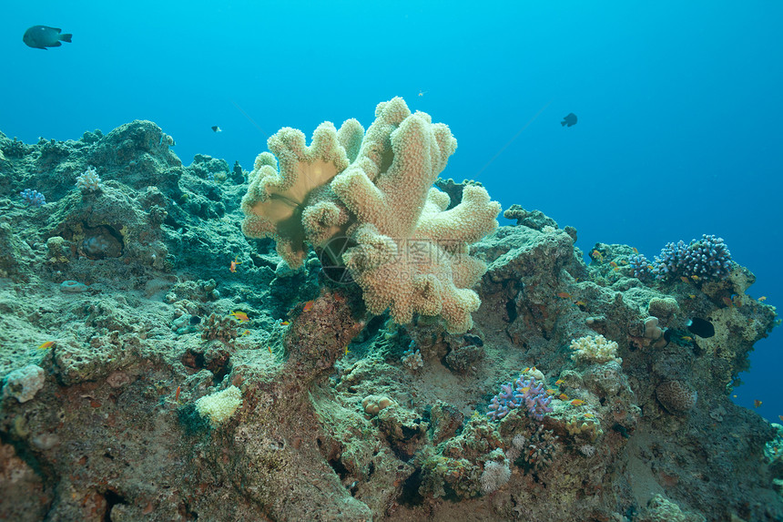 美丽的珊瑚和海中的鱼荒野生长旅行菜花海洋潜水旅游蓝色浮潜热带图片