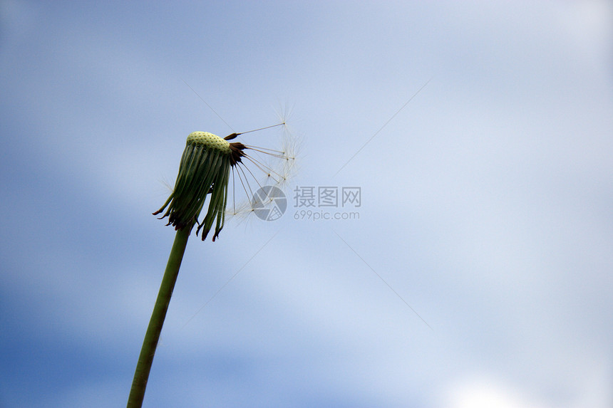 蓝色天空背景上的美丽花朵植物种子自由飞行生活休息乐趣过敏阳光草地图片