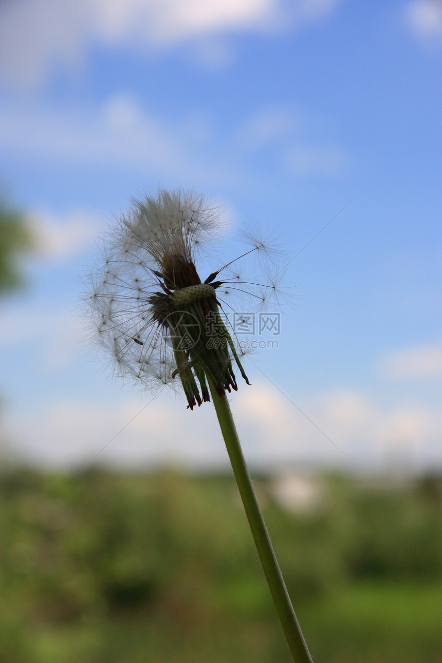 蓝色天空背景上的美丽花朵雏菊生长羽毛叶子生育力萼片休息脆弱性运气花粉图片