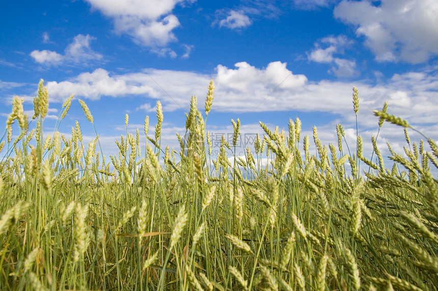 小麦田金蓝蓝天空种子收成稻草太阳国家培育草地粮食场地谷物图片