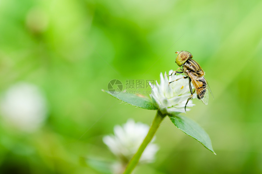 果果文件或鲜花绿色性质的宏昆虫黄色蜜蜂条纹野生动物苍蝇翅膀动物学宏观图片