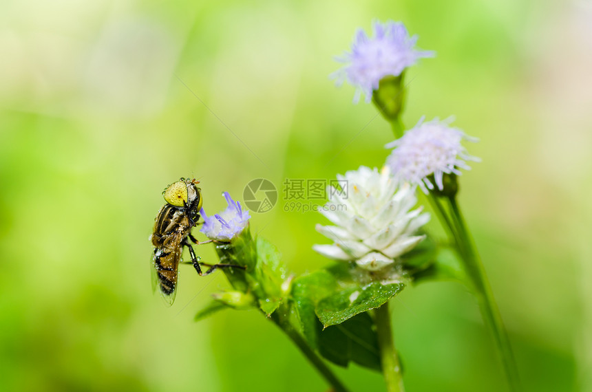果果文件或鲜花绿色性质的宏动物学条纹野生动物宏观昆虫翅膀蜜蜂黄色苍蝇图片