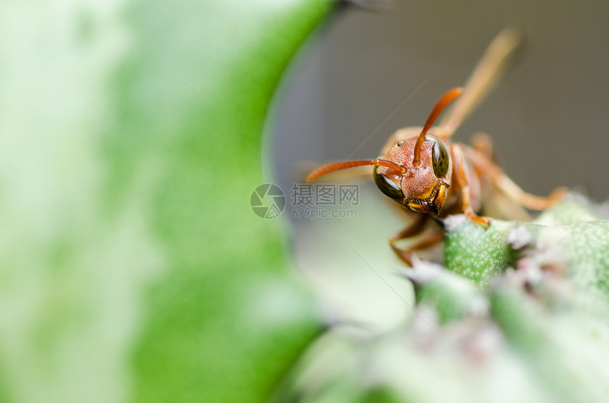 绿色自然或花园中的黄蜂和仙人掌宏黄色害虫翅膀蜜蜂白色夹克黑色宏观金子昆虫图片