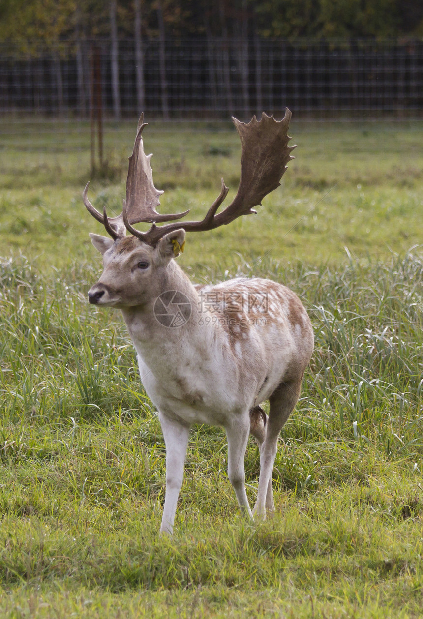 美丽的成年鹿男性树叶荒野毛皮野生动物驯鹿游戏鹿角尾巴哺乳动物图片