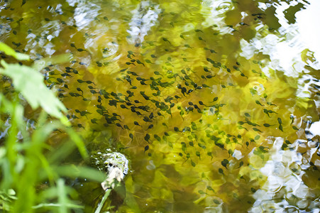 悲剧水池生物学两栖水生动物幼虫生物艺术动物学旱獭池塘背景图片