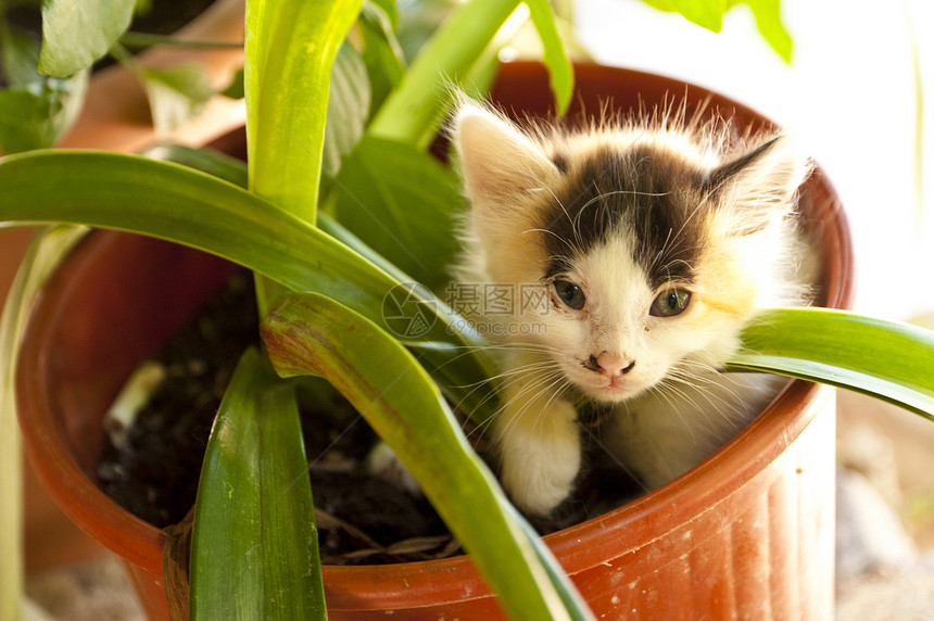 捉拿Samos的猫动物宠物小憩花盆小动物旅行植物小猫午休花朵图片