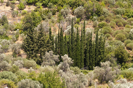 萨莫斯的景观植物旅行树木背景图片