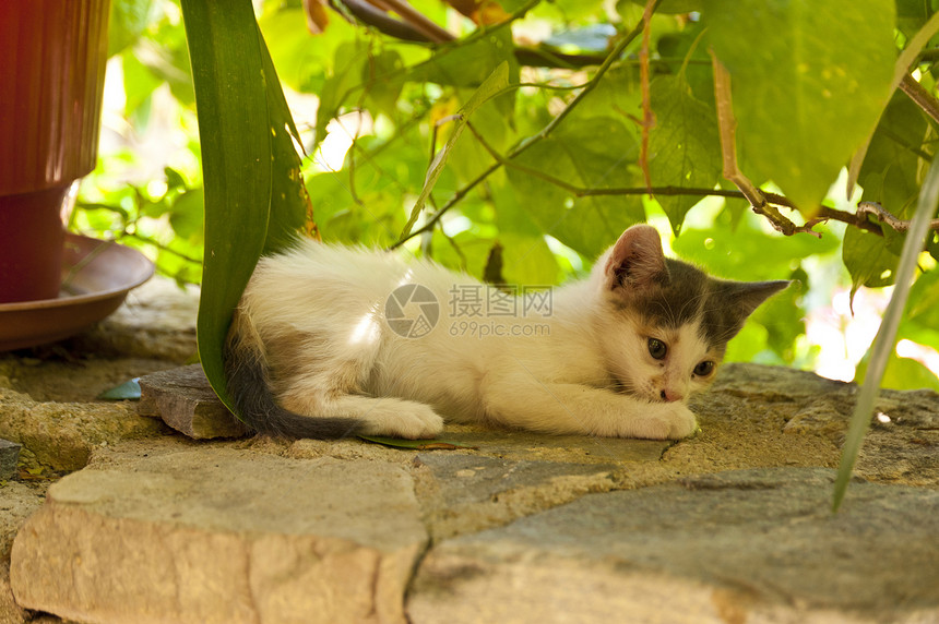 捉拿Samos的猫旅行动物花朵小憩宠物小动物午休花盆小猫植物图片