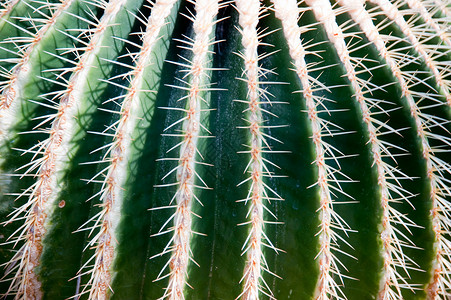 仙人掌螺旋植物防御荆棘沙漠植物学植物群区系背景图片