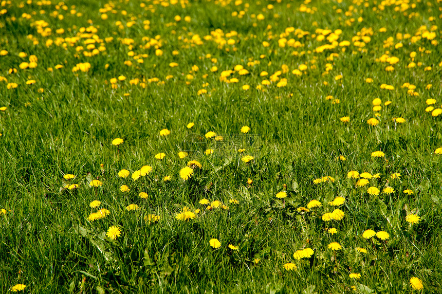 草地黄色生物学区系花束植物学植物群花朵植物图片
