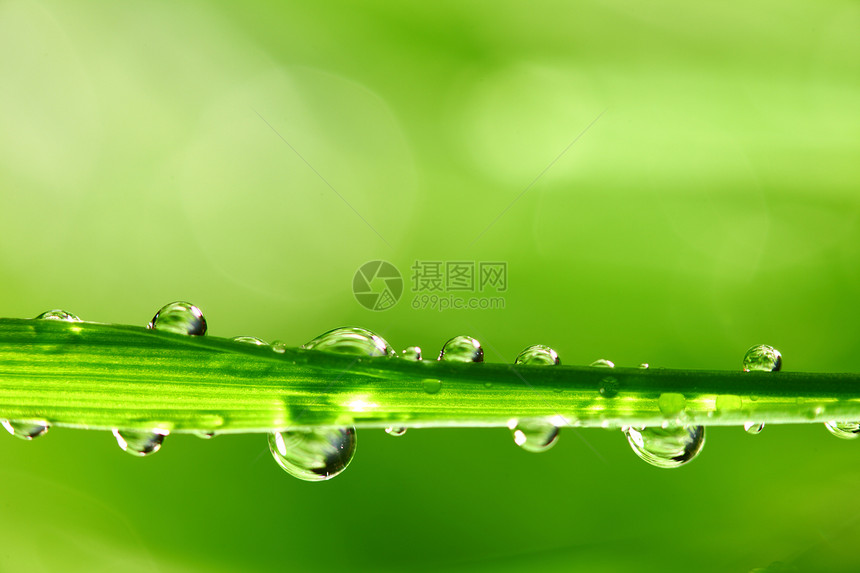 大水滴花园生长叶子气候雨滴草本植物液体背景宏观植物图片
