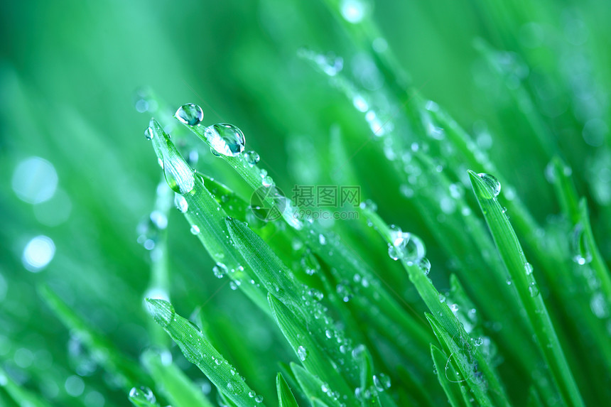 树本背景阳光花园刀刃环境雨滴草本植物叶子液体反射气候图片