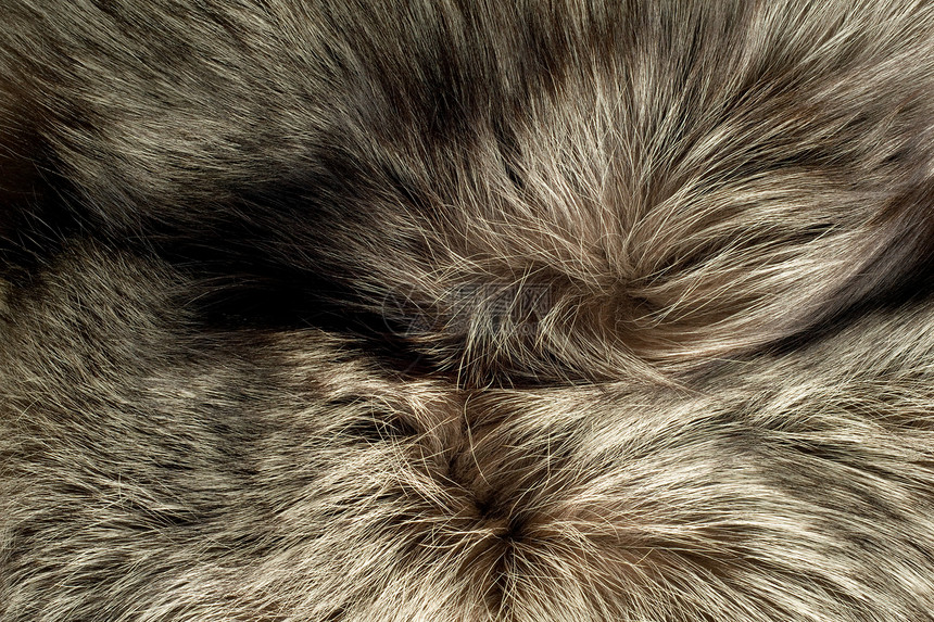 背景  美丽的极地狐毛外套毛皮条纹尾巴动物群皮毛荒野白色情调异国图片