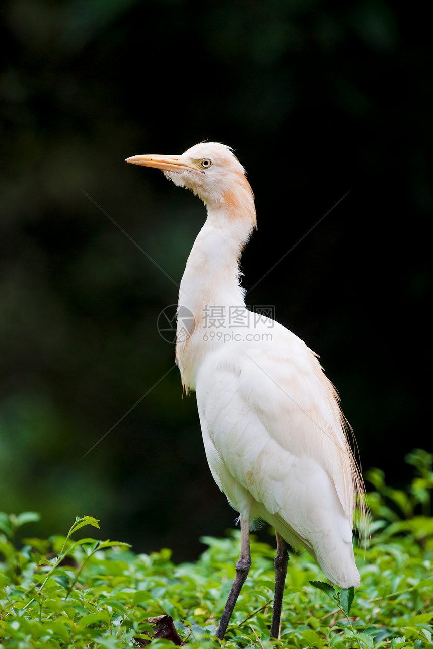 丛林上的食草鸟野生动物动物羽毛白色荒野图片
