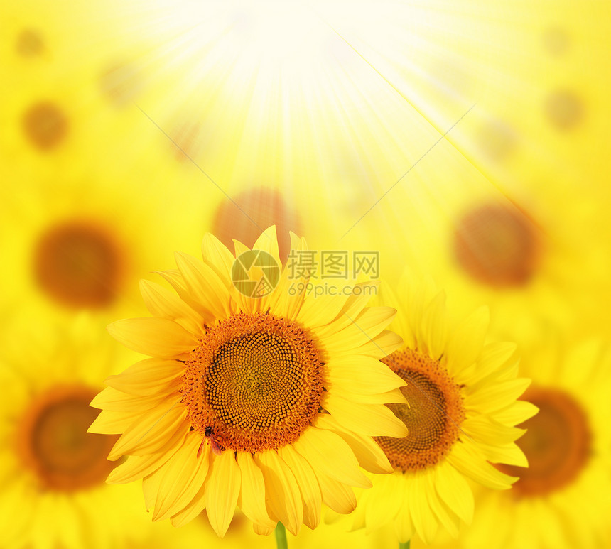 满开的向日葵在花园中被太阳反射图片