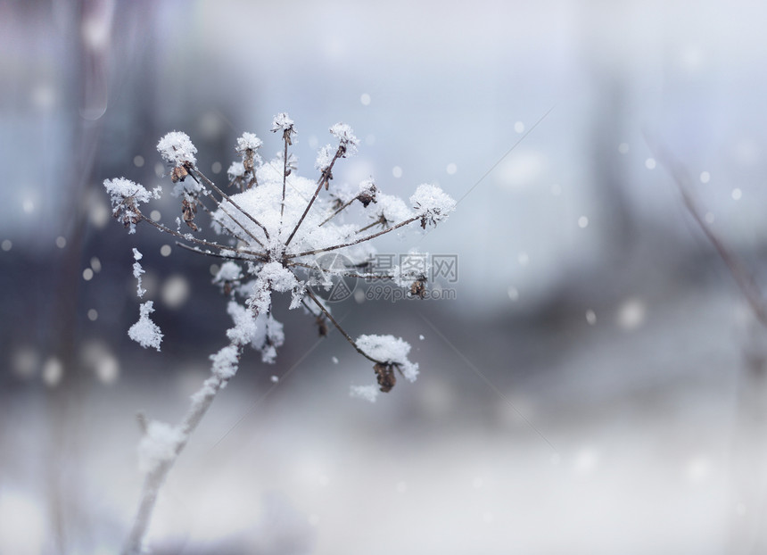 寒冬降雪时冻结的花朵树枝白色枝条季节雪花水晶植物下雪植物群天气温度图片