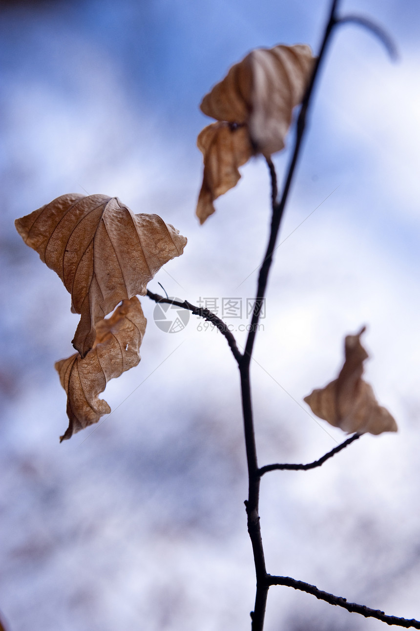 春天的一棵树叶子宏观植物生长照片枫叶树叶植物学区系木头图片