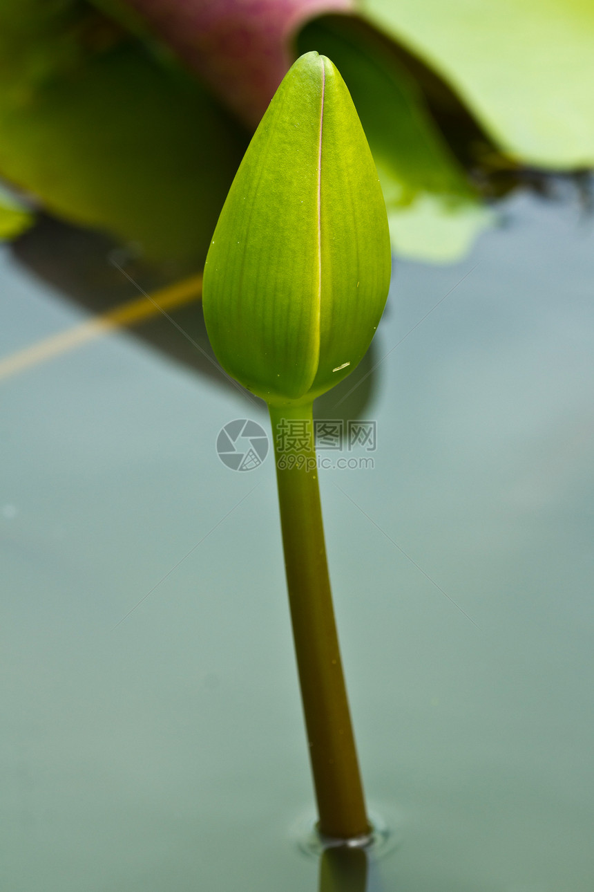 莲花花风化生物学情调灌木荷花核桃属花瓣软垫异国植物图片