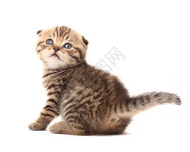 小猫咪宠物猫科黑色文化鲭鱼虎斑折叠小猫动物高清图片