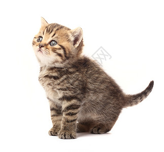 小猫咪小猫猫科虎斑宠物文化黑色鲭鱼动物高清图片