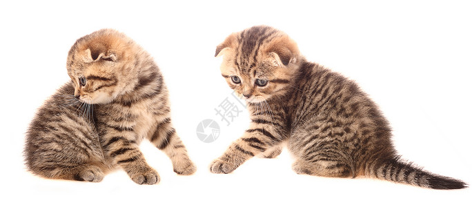 仅位黑色文化宠物动物虎斑鲭鱼折叠小猫猫科高清图片