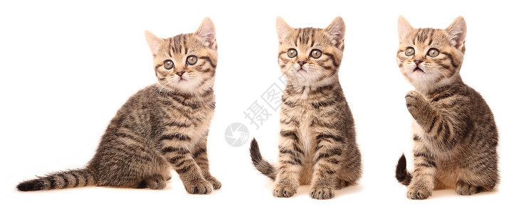 穿着各种姿势的苏格兰小猫高清图片