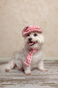 我粉色帽子戴帽子和围巾的可爱狗背景