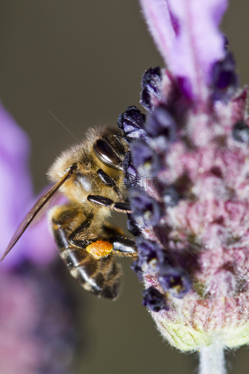 蜜蜂传粉者花蜜花粉花瓣宏观植物花园蜂蜜工人翅膀图片