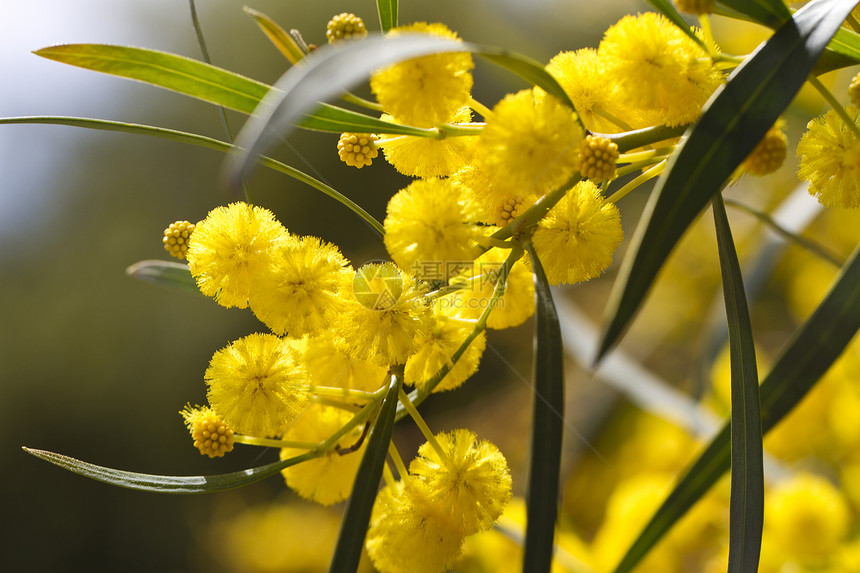 acacia树季节盐沼植物黄色荆棘花圈绿色美丽圆形脆弱性图片