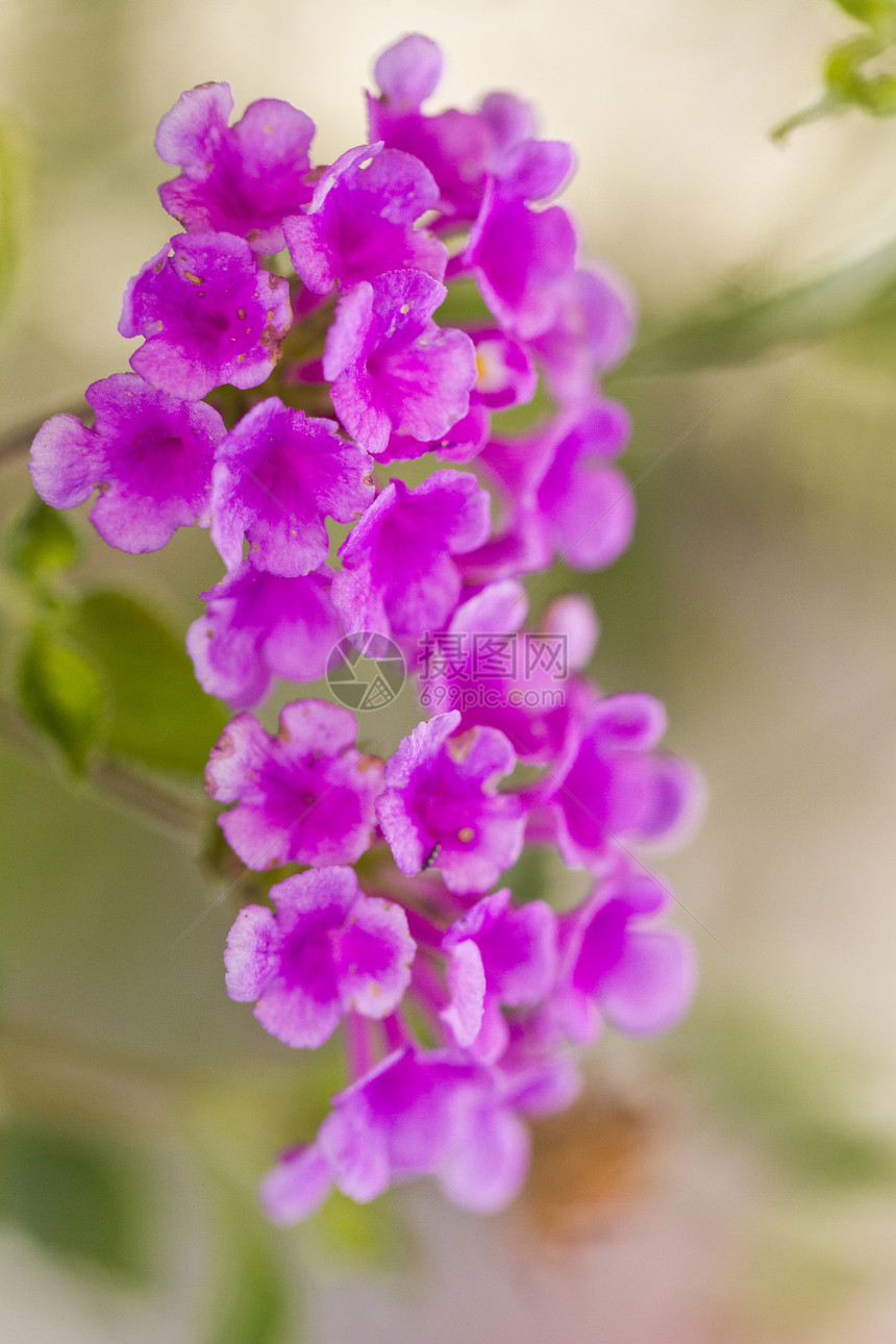 兰塔纳卡马拉粉色美丽植物紫色花园季节野生动物植物学植物群叶子图片