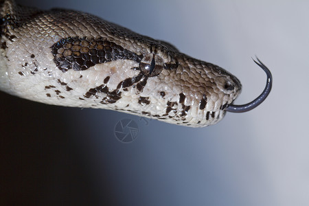 a 微软管头危险捕食者荒野眼睛生物棕色蟒蛇爬虫异国红色动物高清图片素材