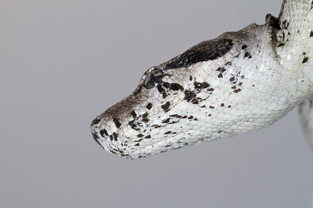 a 微软管头荒野蟒蛇危险宠物捕食者生物眼睛异国红色爬虫红色的高清图片素材