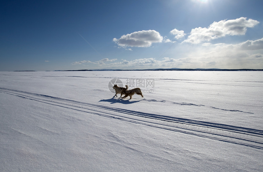 两只狗在无尽的雪覆盖田里跑来跑去图片