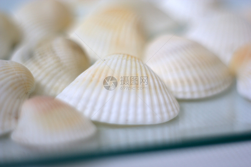 贝壳和扇贝海洋美食艺术家市场烹饪贝类餐厅盘子营养白色图片