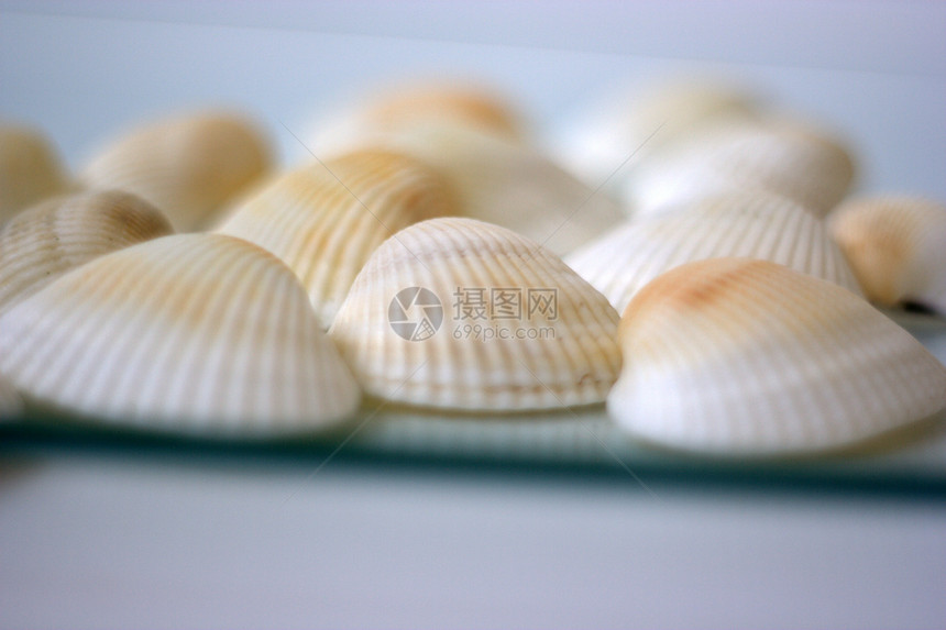 贝壳和扇贝白色美食盘子午餐海鲜餐厅烹饪艺术家贝类营养图片