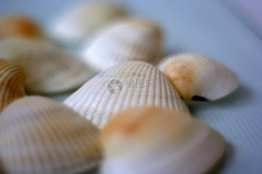 贝壳和扇贝贝类营养烹饪白色美食市场盘子午餐餐厅海鲜图片
