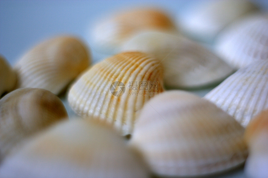 贝壳和扇贝海鲜餐厅贝类白色艺术家营养烹饪盘子海洋美食图片