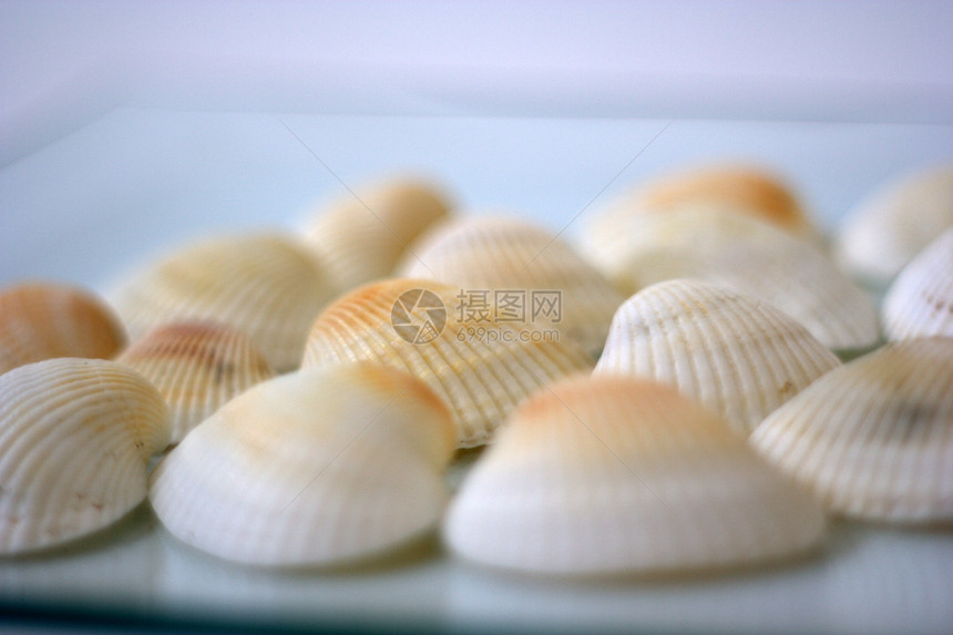 贝壳和扇贝白色艺术家烹饪市场美食贝类海鲜营养盘子午餐图片