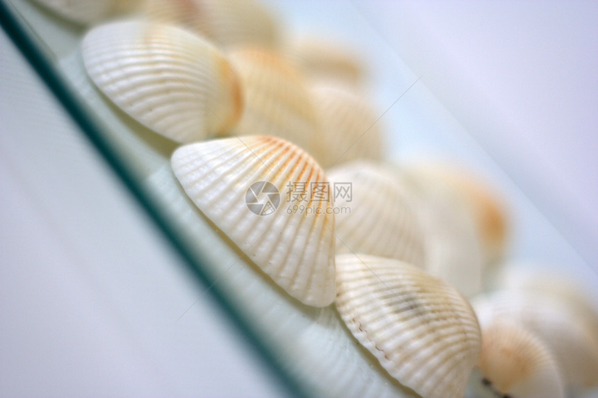 贝壳和扇贝海洋市场午餐餐厅海鲜白色美食营养盘子贝类图片