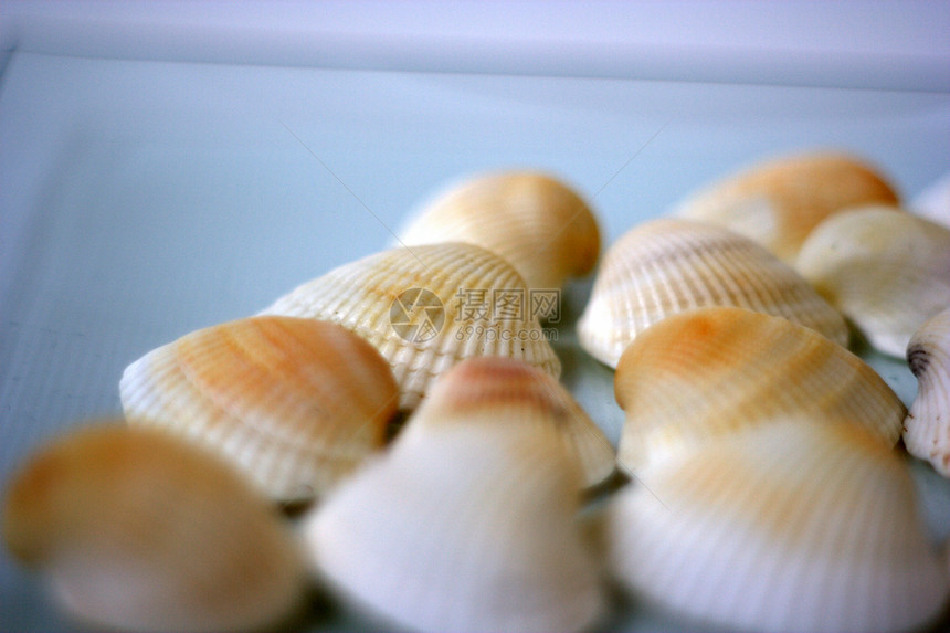 贝壳和扇贝餐厅艺术家海洋美食海鲜盘子市场营养烹饪白色图片