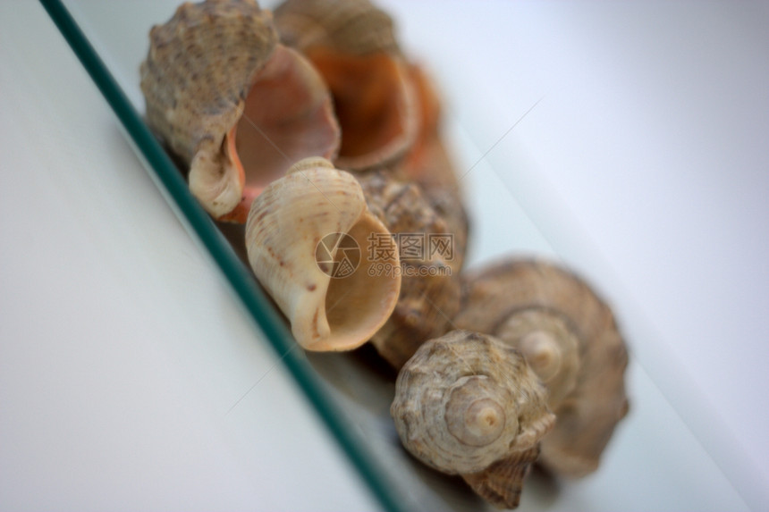 贝壳和扇贝市场美食午餐贝类海鲜盘子艺术家营养烹饪海洋图片