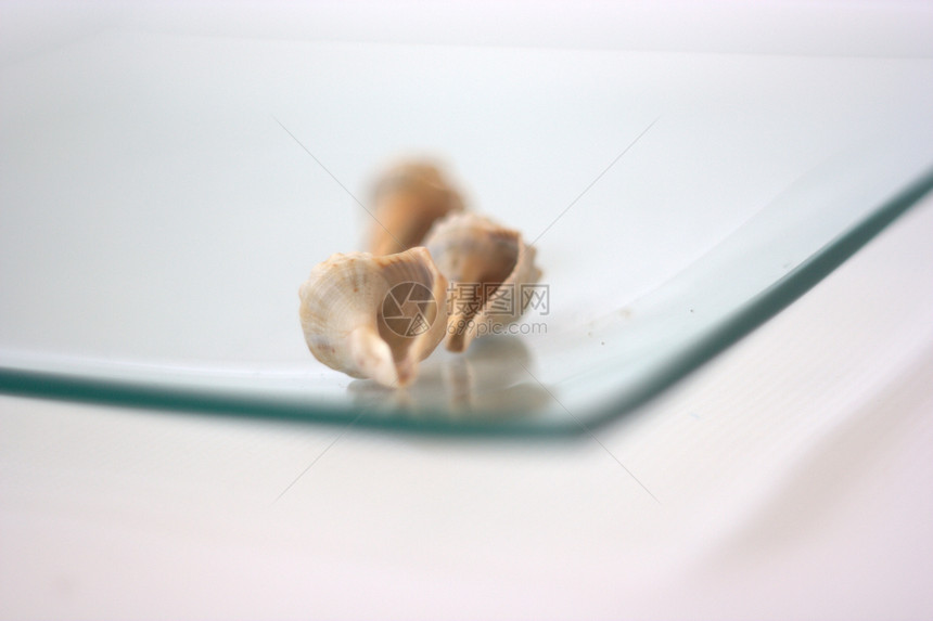 贝壳和扇贝海鲜餐厅白色午餐盘子营养烹饪艺术家海洋贝类图片